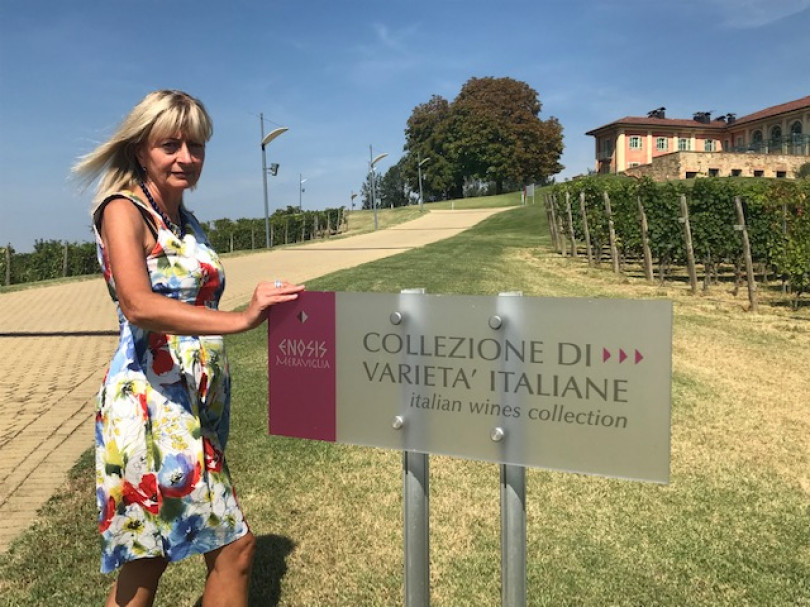 Vendemmia, cambiamenti climatici, vini perfetti, difetti e lieviti